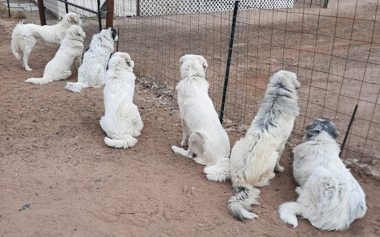 WesCo Farms Pyrenese Mtn Dog Pack
