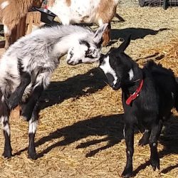 Artemis & Brida Playing