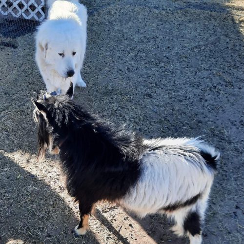 WesCo Farms Hector and Thor