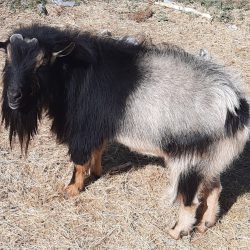 Thor, our main herd sire