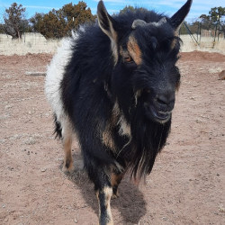 Thor, our herd buck. Sire to 13 of our kids…